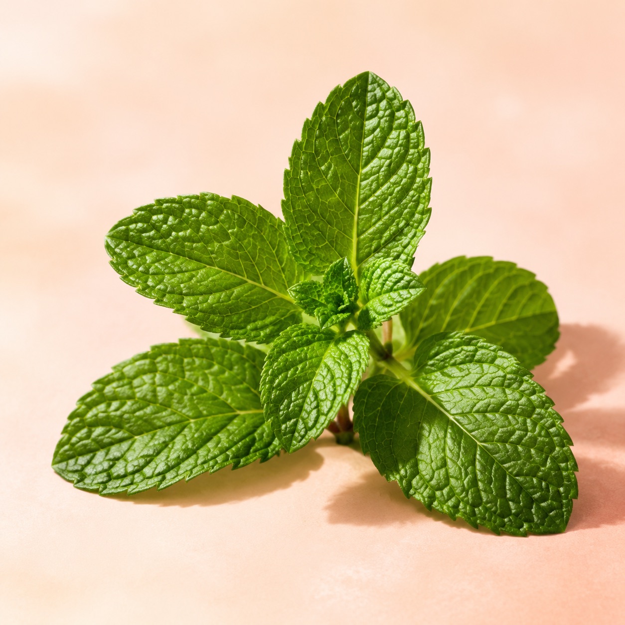 Fresh mentha arvensis leaves