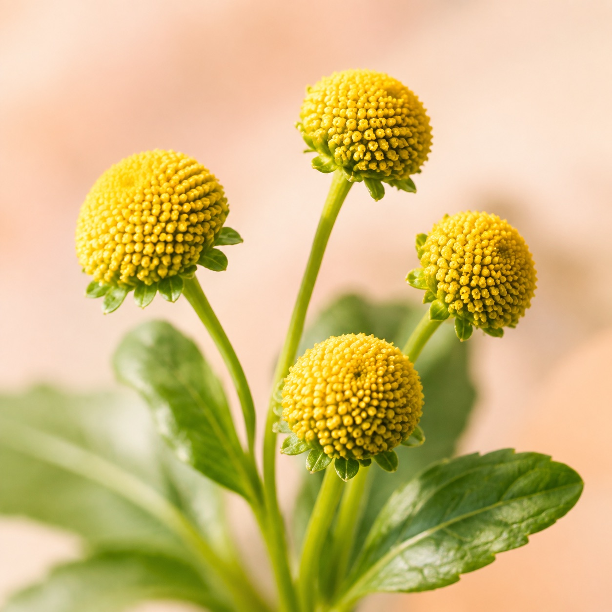 Yellow acmella flower buds