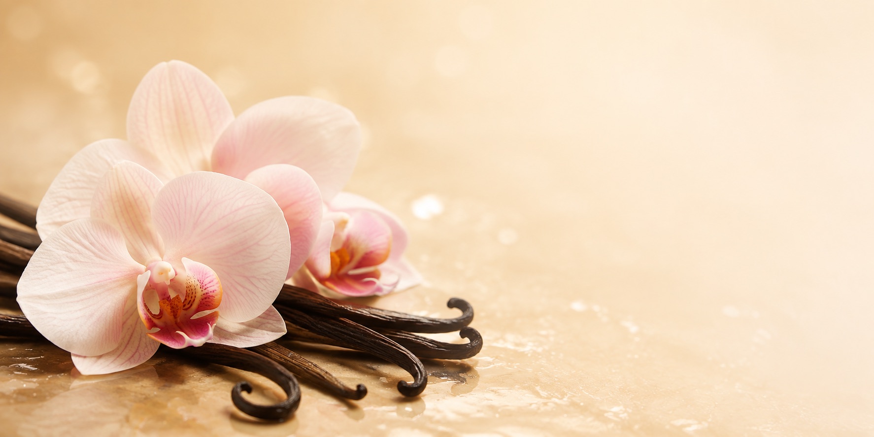 Vanilla pods and orchid flowers
