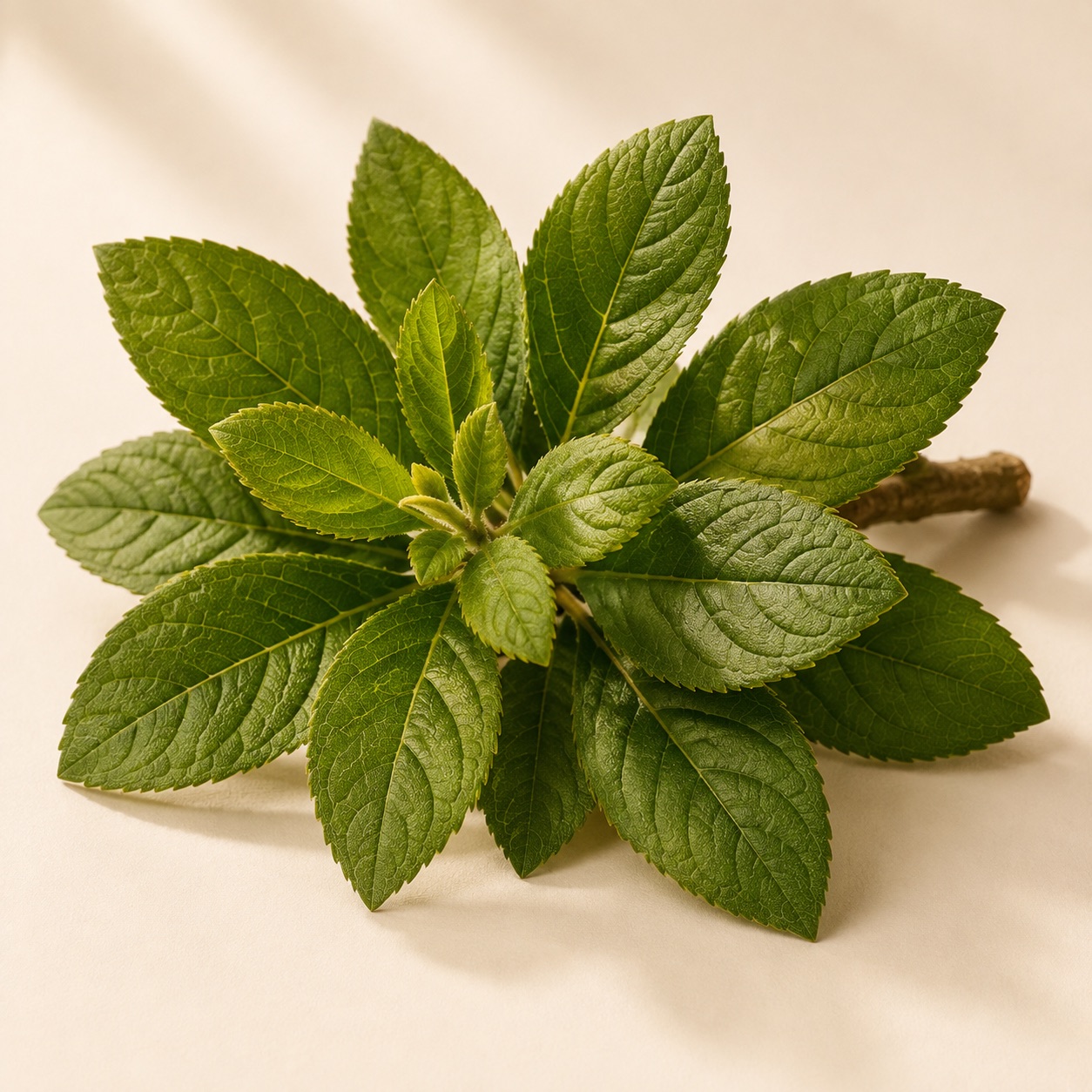 Fresh damiana leaves