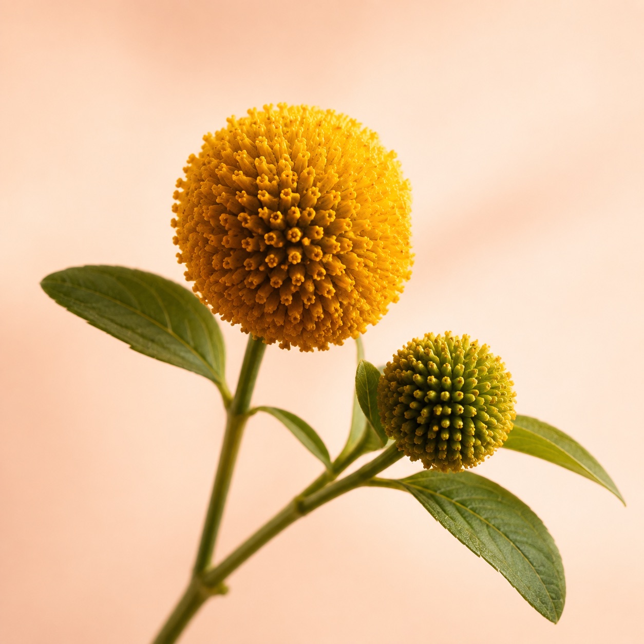 Acmella flower buds