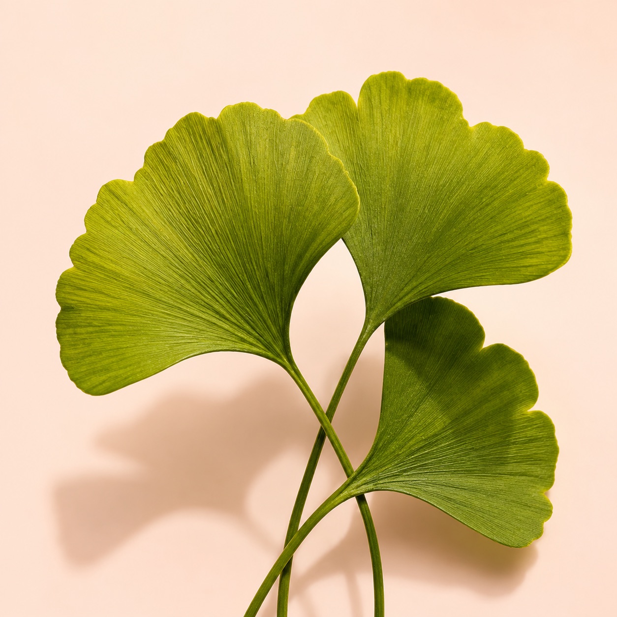 Ginkgo biloba leaves